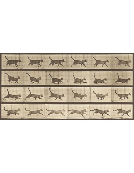 Locomoción animal: un gato