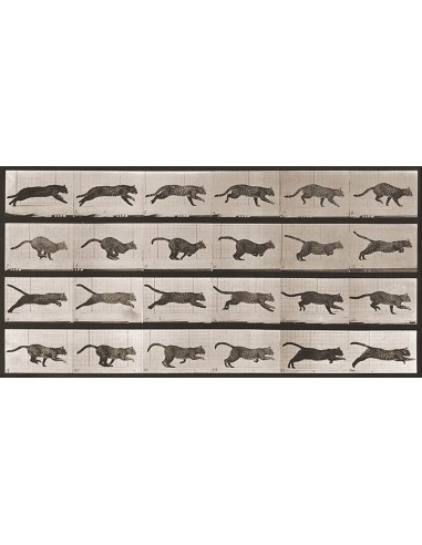 Gato galopando, 1887