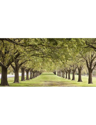 Hileras de árboles que bordean el césped (detalle)