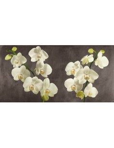 Orquídeas sobre fondo gris