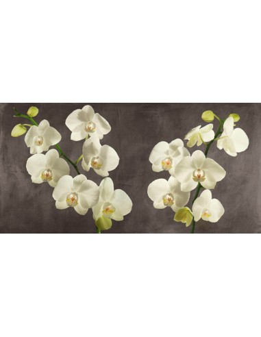 Orquídeas sobre fondo gris