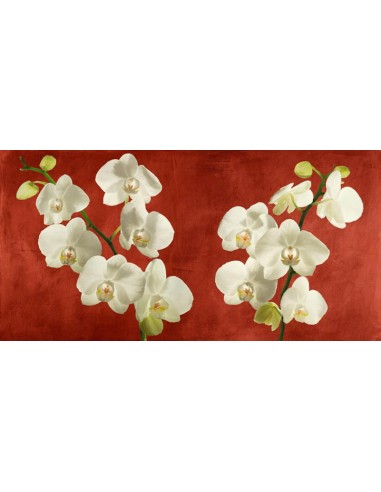 Orquídeas sobre fondo rojo