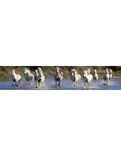 Camargue horses gallopping through water