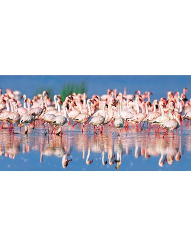 Flamenco menor, lago Nakuru, Kenia