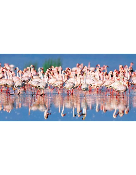 Flamenco menor, lago Nakuru, Kenia