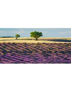 Campo de lavanda y almendros, Provenza, Francia
