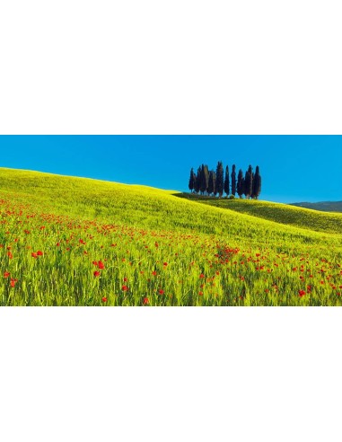 Campo de cipreses y maíz, Toscana, Italia