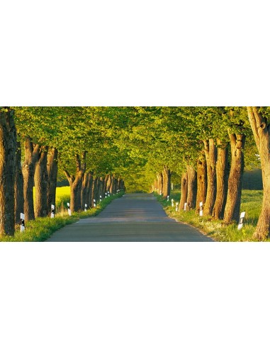 Callejón de los tilos, Distrito de los Lagos de Mecklemburgo, Alemania