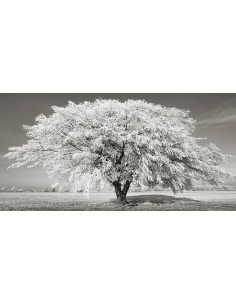 Tilo con escarcha, Baviera, Alemania