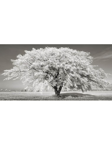 Tilo con escarcha, Baviera, Alemania