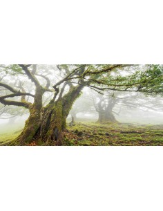 Bosque de laurisilva en la niebla, Madeira, Portugal