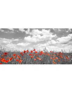 Amapolas en un campo de maíz, Baviera, Alemania