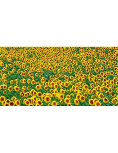 Campo de girasoles, Francia