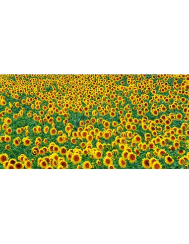 Campo de girasoles, Francia