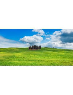 Cipreses, Val d'Orcia, Toscana (detalle)