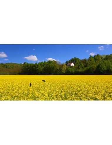 Vuelo de golondrinas