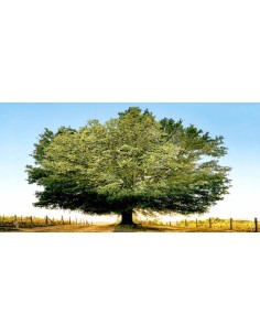 Un siglo de atardeceres