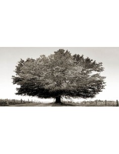 Un siglo de atardeceres (BW)