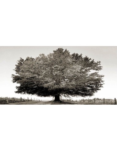 Un siglo de atardeceres (BW)