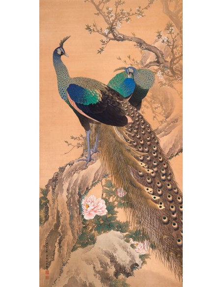 Una pareja de pavos reales en primavera