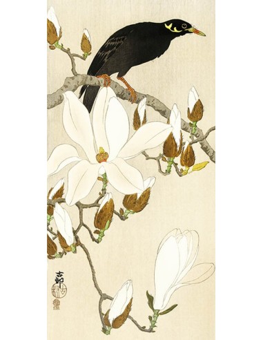 Myna en la rama de magnolia