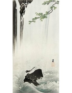 Lavandera japonesa en la cascada