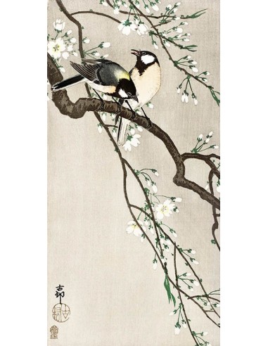 Tetas en la rama de cerezo