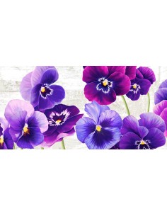 Danza de pensamientos