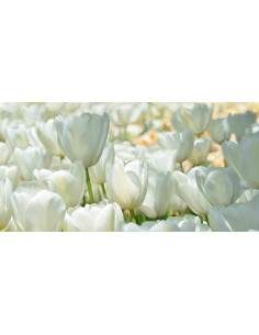 Campo de tulipanes blancos