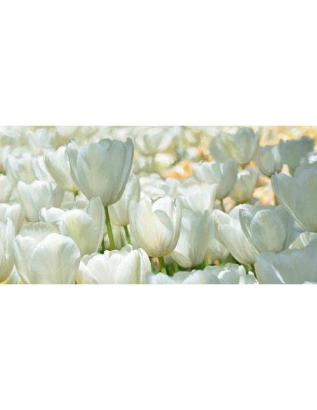 Campo de tulipanes blancos