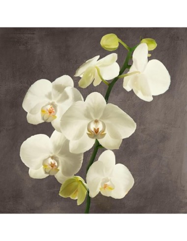 Orquídeas sobre fondo gris II