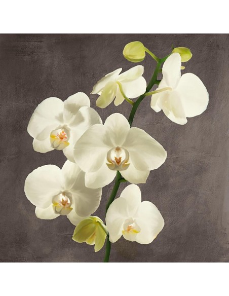 Orquídeas sobre fondo gris II