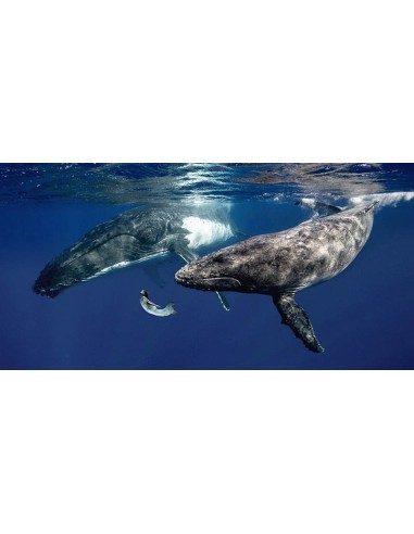 La chica del mar (color)