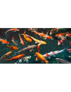 Estanque con peces koi (detalle)