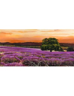campo de lavanda