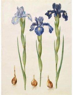 Iris xiphioides