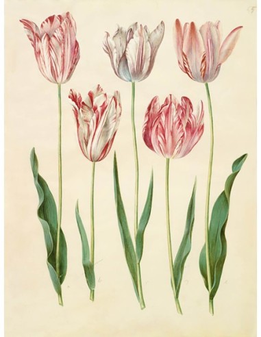 Tulipa gesneriana