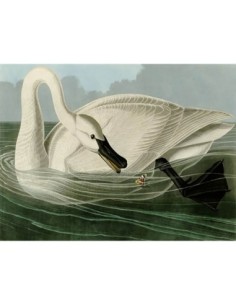 Cisne trompetero