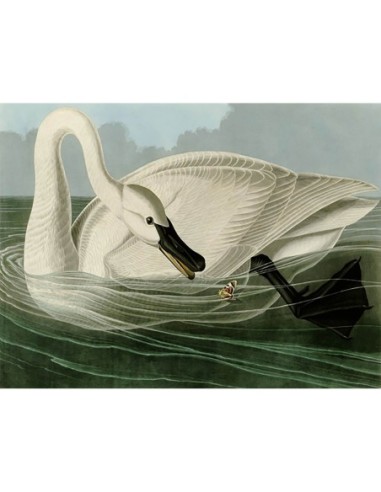 Cisne trompetero