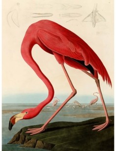 flamenco rojo americano