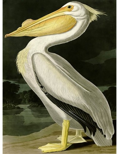 Pelícano blanco americano