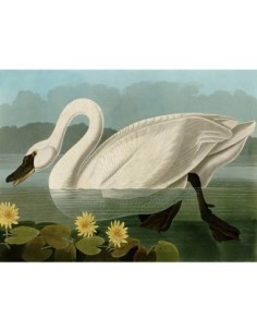 Cisne común americano