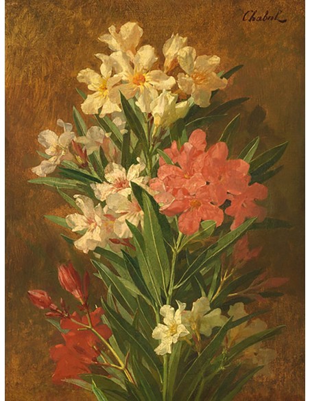 Adelfa azul roja y blanca