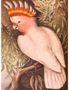 Cacatúa Leadbeaters