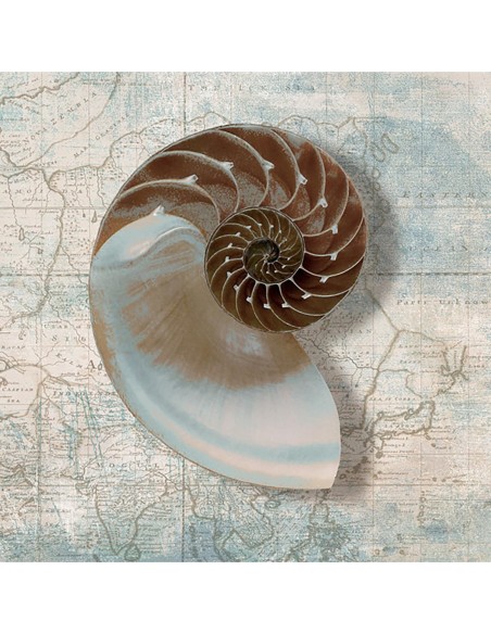 Nautilo