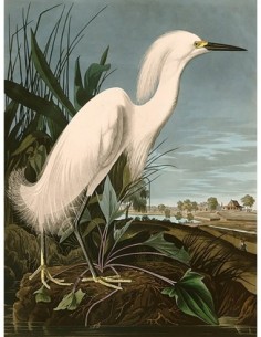 Garza nívea o garceta blanca