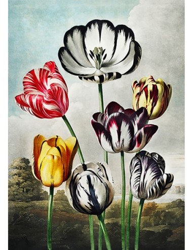 Tulipanes del Templo de la Flora