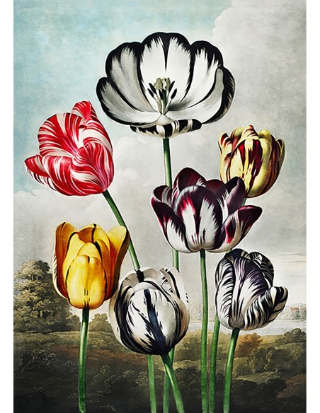 Tulipanes del Templo de la Flora