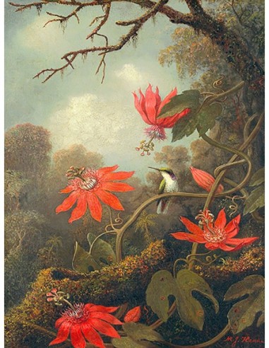 Colibrí y pasionarias