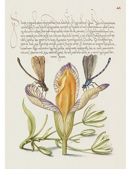 Del Libro Modelo de Caligrafía, VI